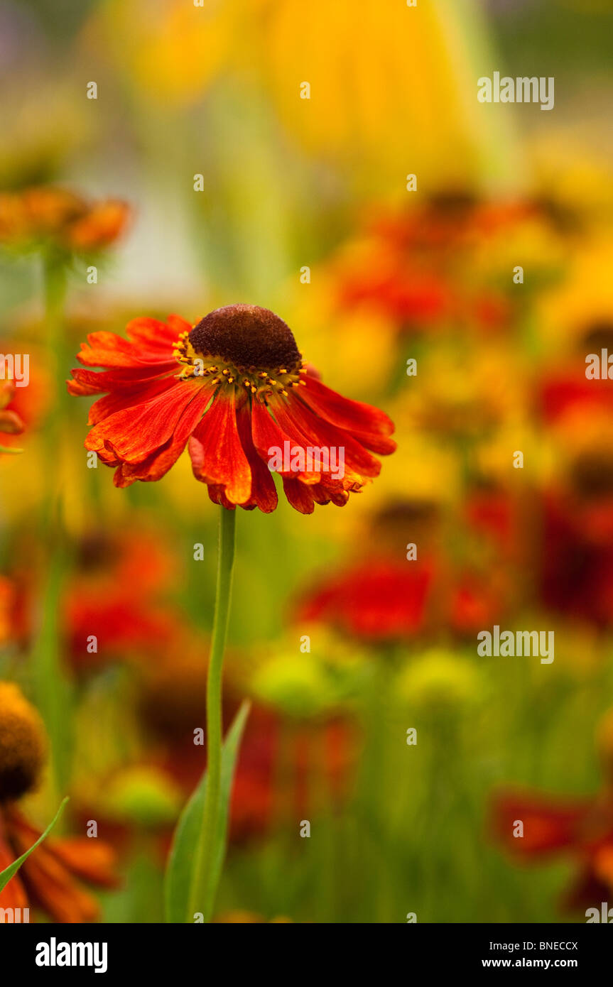 Helenium moerheim beauty sneezeweed hi-res stock photography and images ...