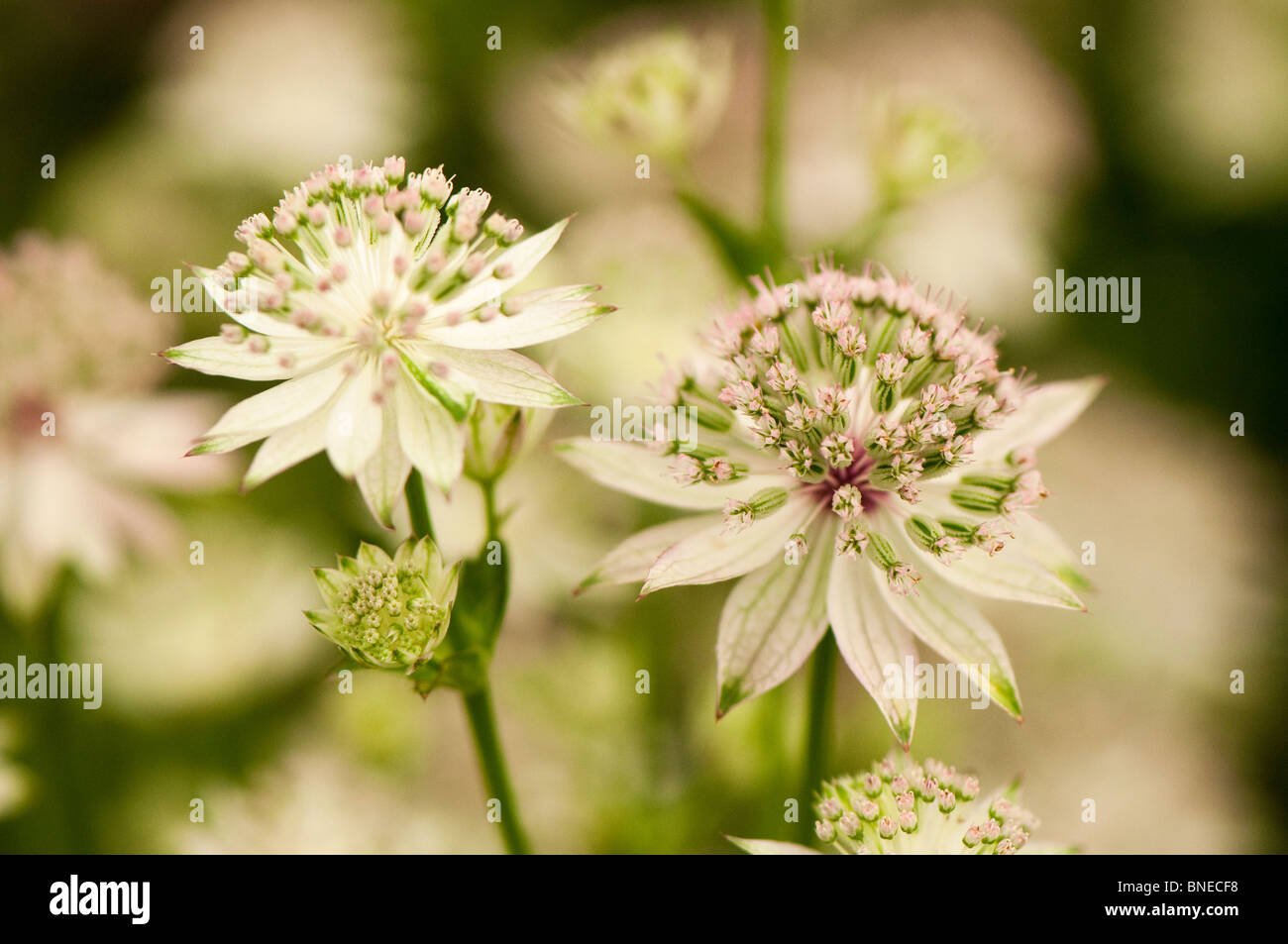 Astrantia major 'Buckland' in flower Stock Photo