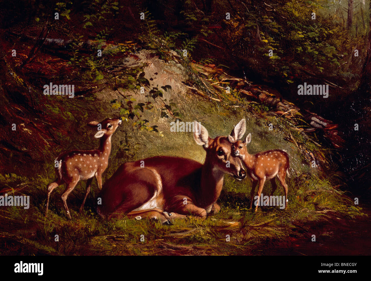 Doe and Fawn by Arthur Fitzwilliam Tait, (1819-1905) Stock Photo