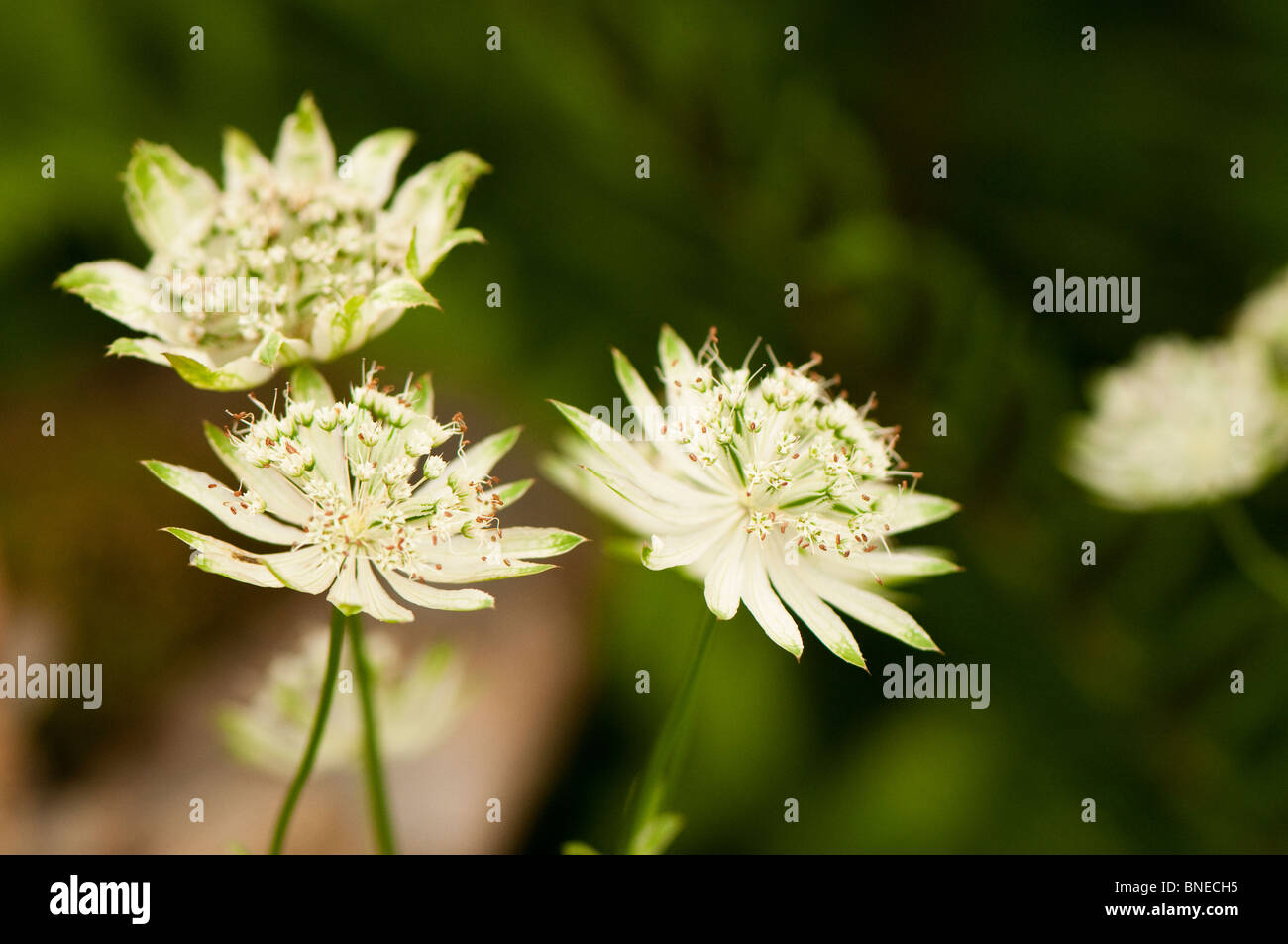 Astrantia major subsp involucrata 'Moira Reid' in flower Stock Photo