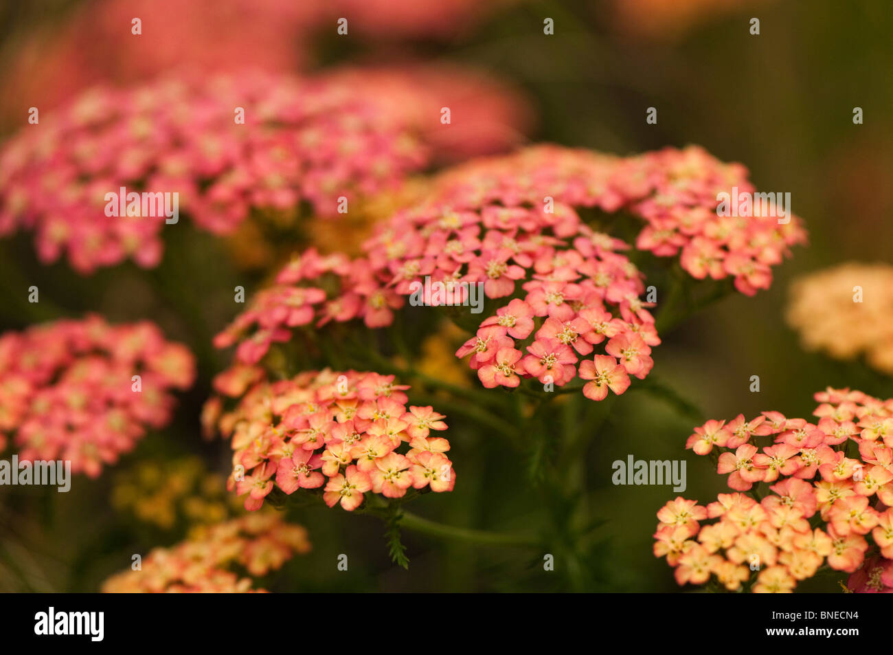 Achillea apricot delight hi-res stock photography and images - Alamy