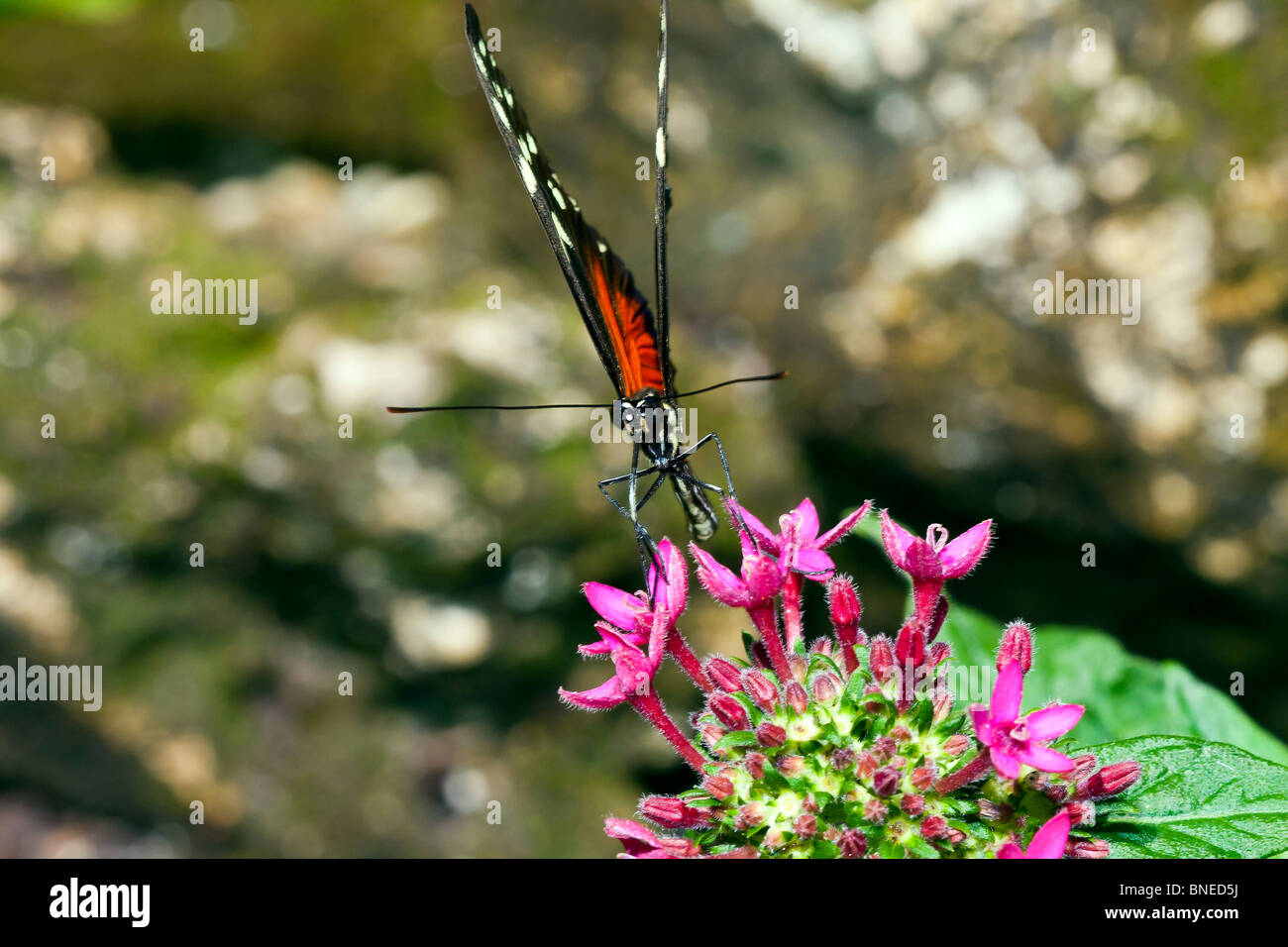Exotic butterflies drink nectar Stock Photo Alamy