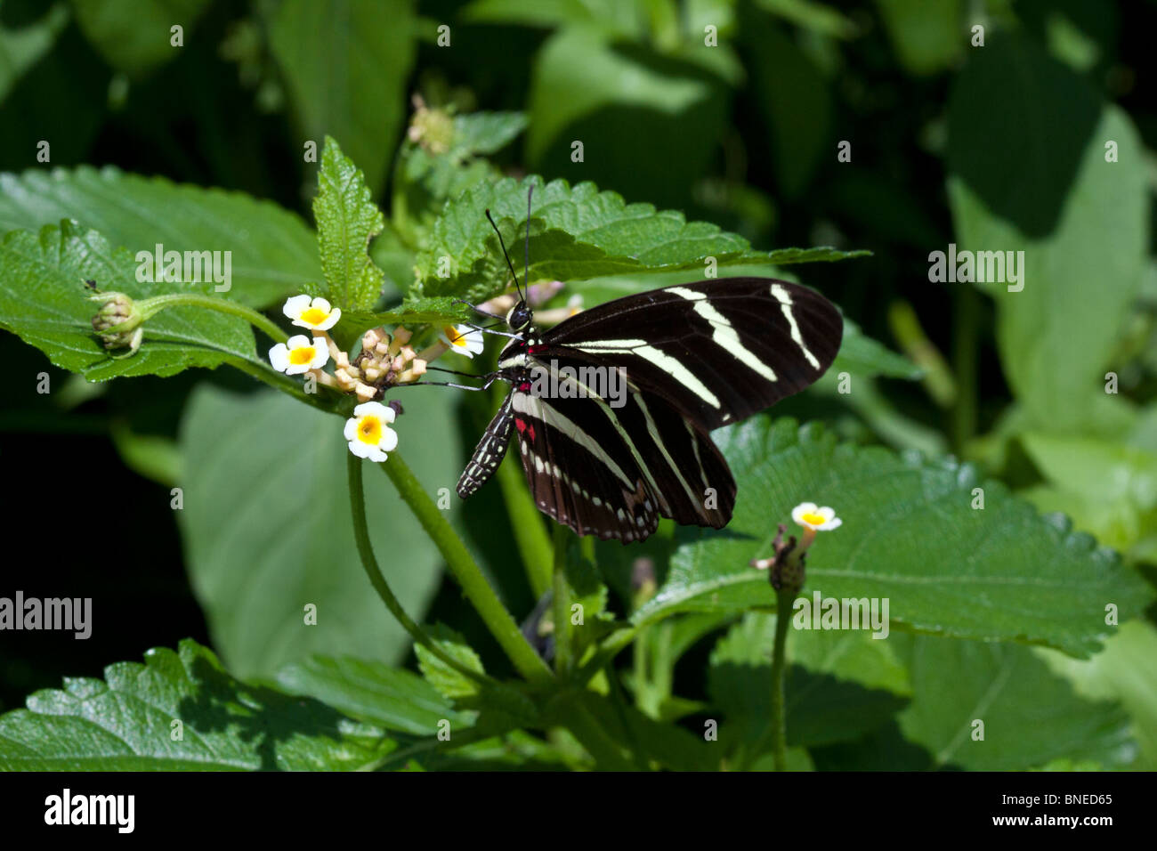 Exotic butterflies drink nectar Stock Photo Alamy