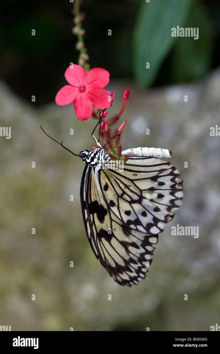 Exotic butterflies drink nectar Stock Photo Alamy