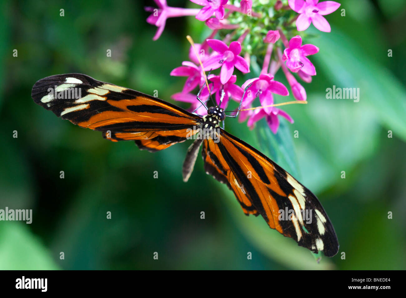 Exotic butterflies drink nectar Stock Photo Alamy