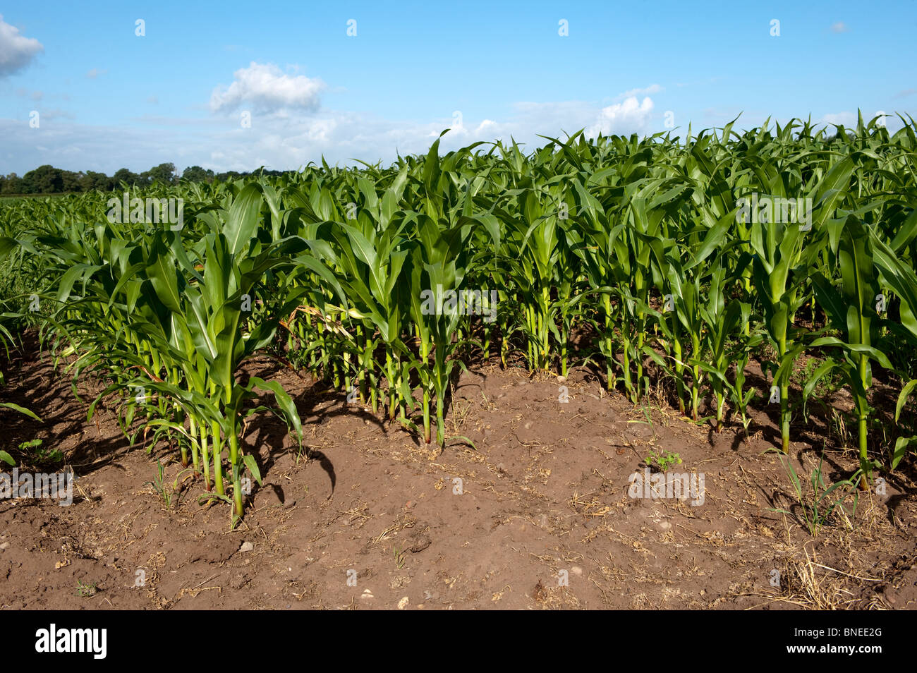 Maize crop growing in field. Cheshire, UK Stock Photo Alamy