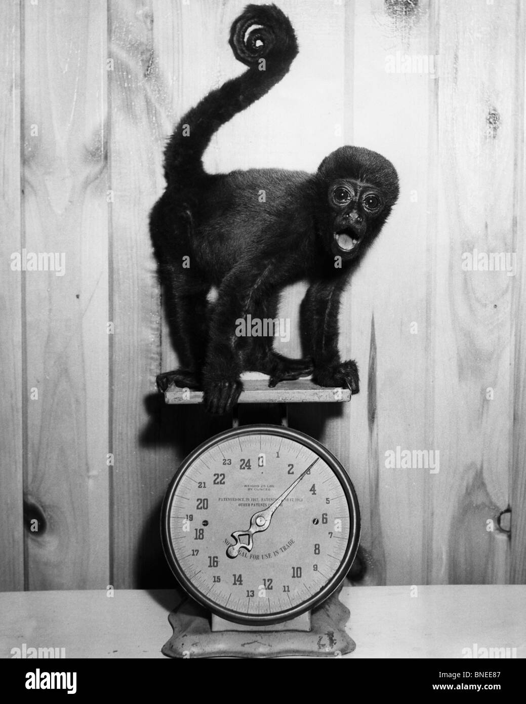 Monkey on weight scales Stock Photo