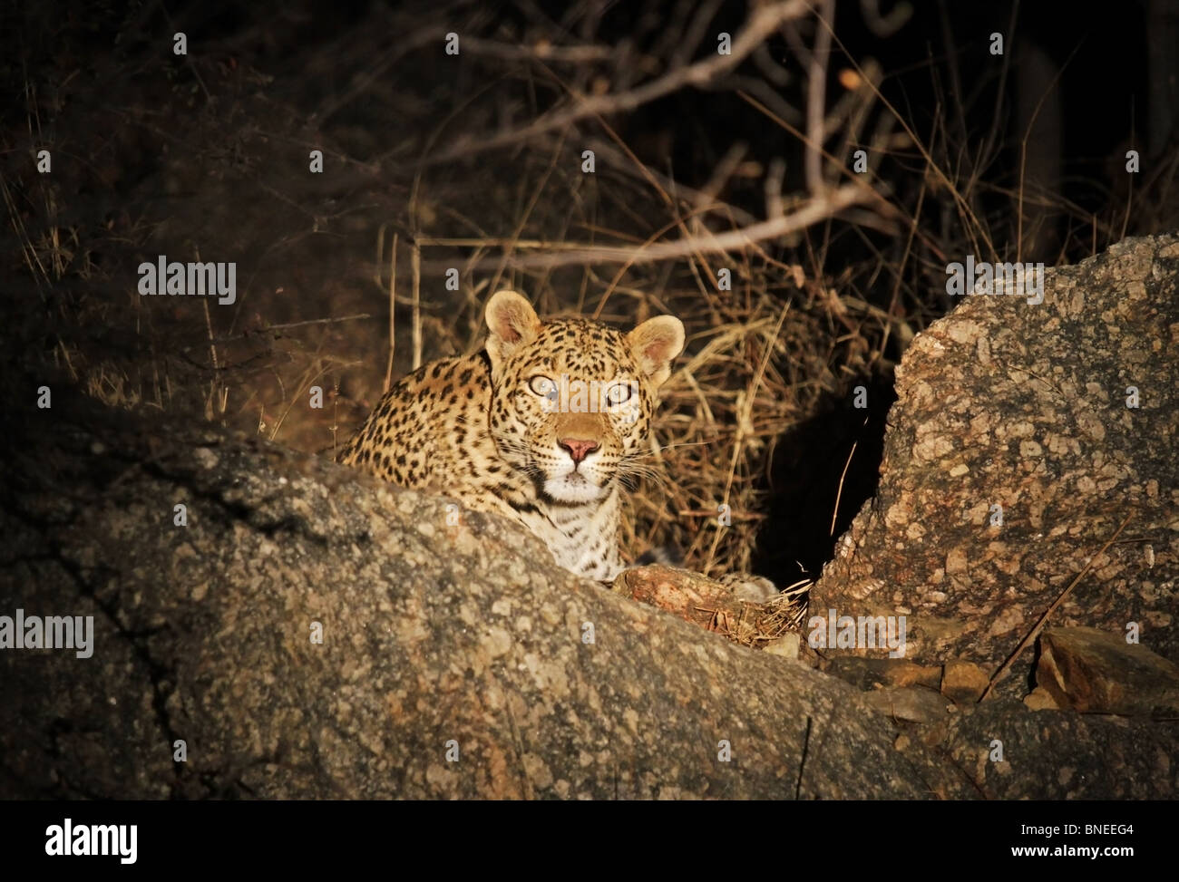 A Leopard sitting on the rocks in the night. Picture taken near a remote village in Rajasthan, India Stock Photo