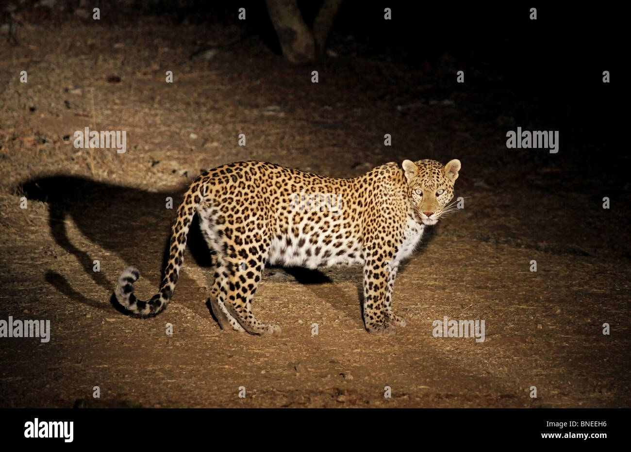 A Leopard standing in the night. Picture taken near a remote village in Rajasthan, India Stock Photo