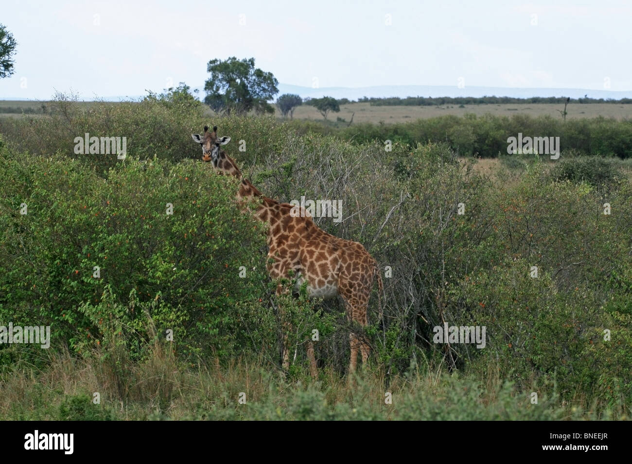 A Masai Giraffe standing in Masai Mara National Reserve, Kenya, East Africa Stock Photo