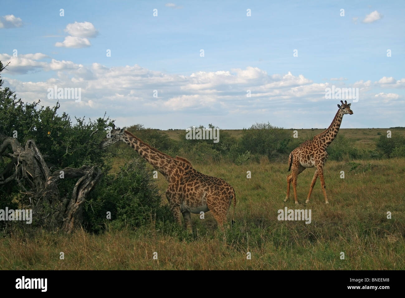 Two Masai Giraffes browsing Acacia leaves in Masai Mara National Reserve, Kenya, East Africa Stock Photo