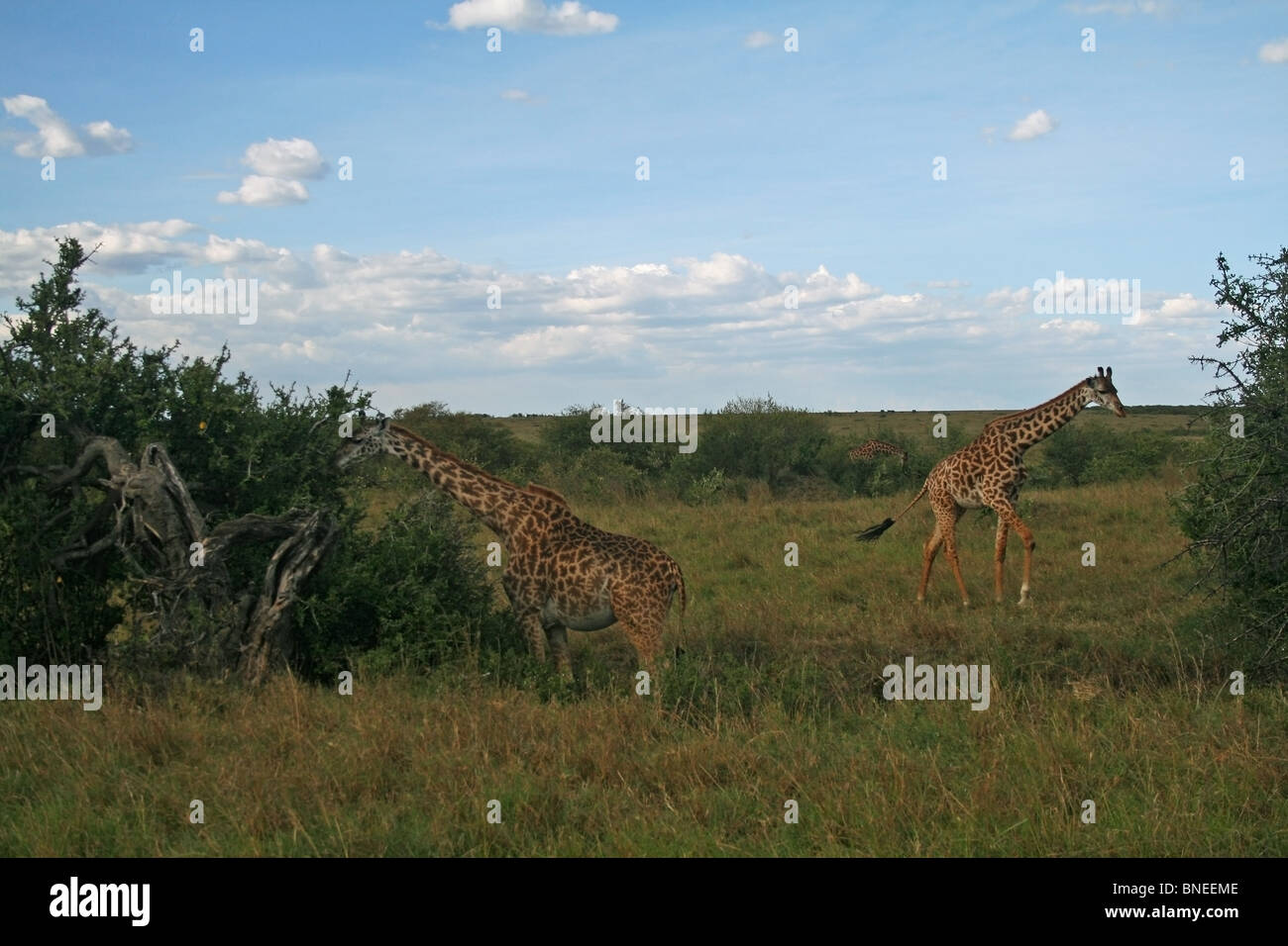 Two Masai Giraffes browsing Acacia leaves in Masai Mara National Reserve, Kenya, East Africa Stock Photo