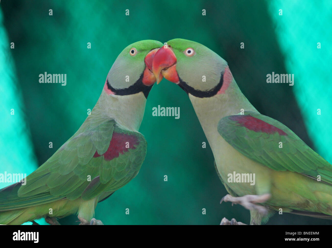 A pair of Rose ringed Parakeets. Picture taken in New Delhi Zoo, India Stock Photo