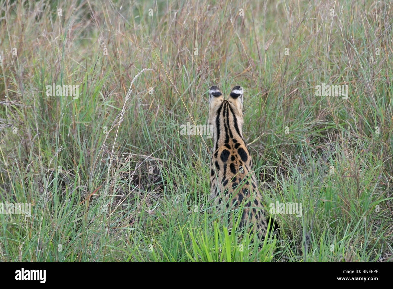 A Serval looking for prey in the grasslands of Masai Mara National Reserve, Kenya, East Africa Stock Photo