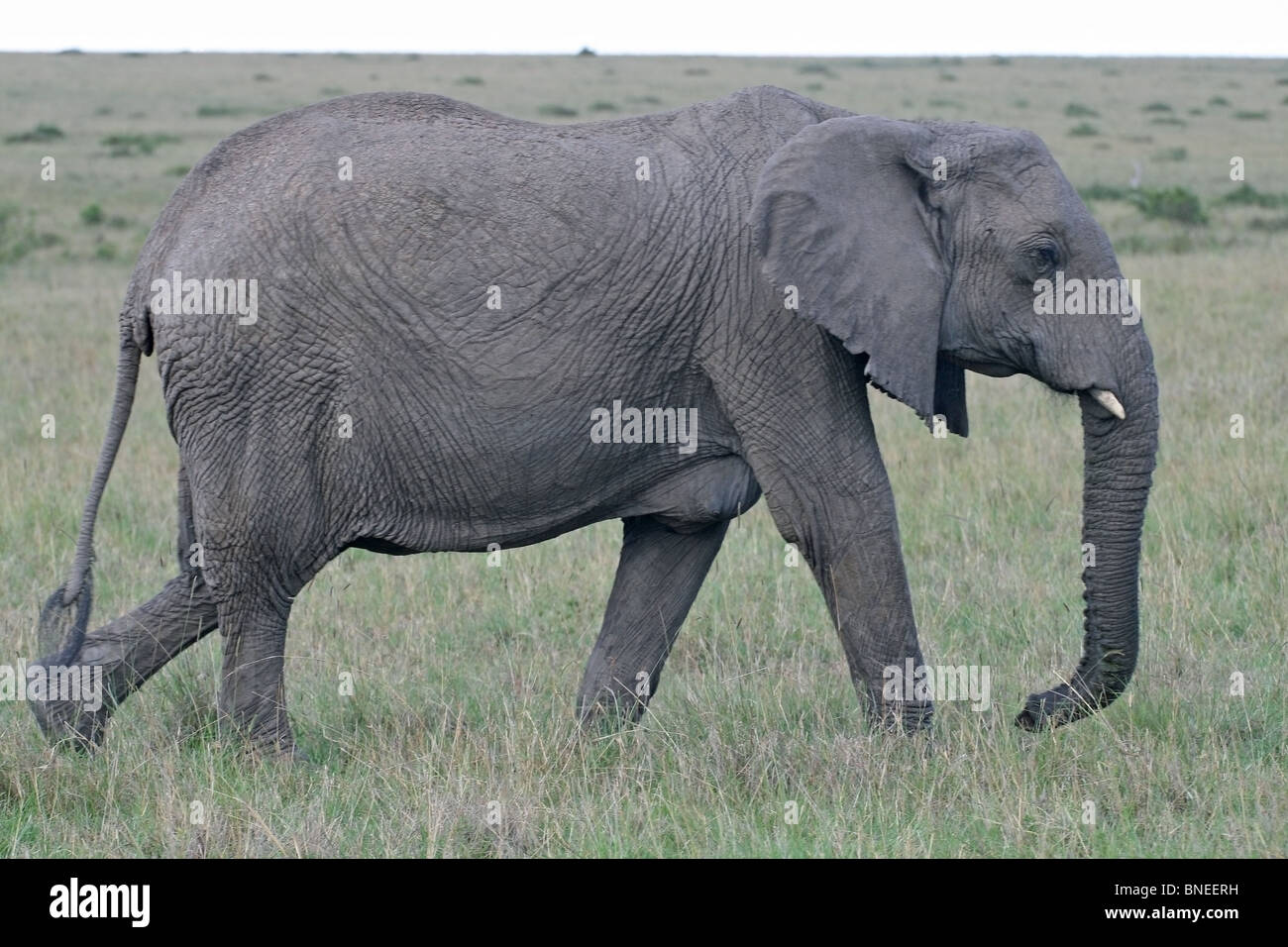 African Elephant standing in the grasslands of Masai Mara National Reserve, Kenya East Africa Stock Photo