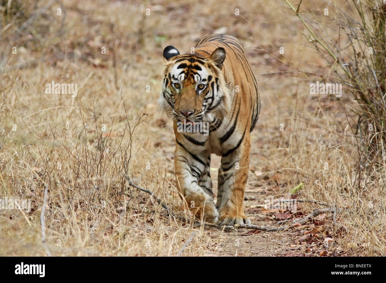 A huge male tiger coming head on towards the camera in the jungles of Bandhavgarh National Park, India Stock Photo
