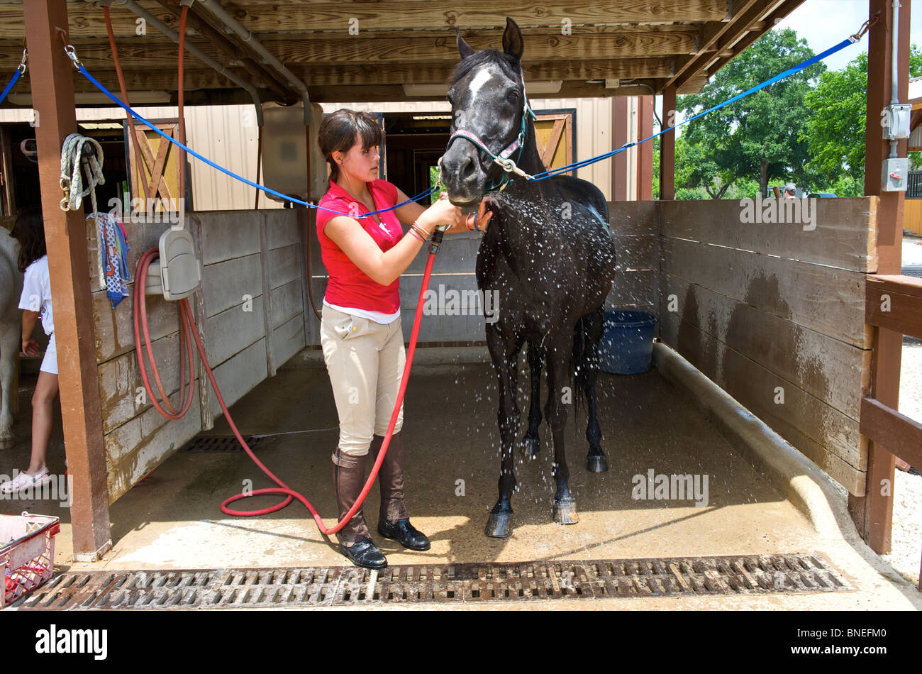 Teenage girl washing her horse after riding, Houston, Texas, North America, USA Stock Photo