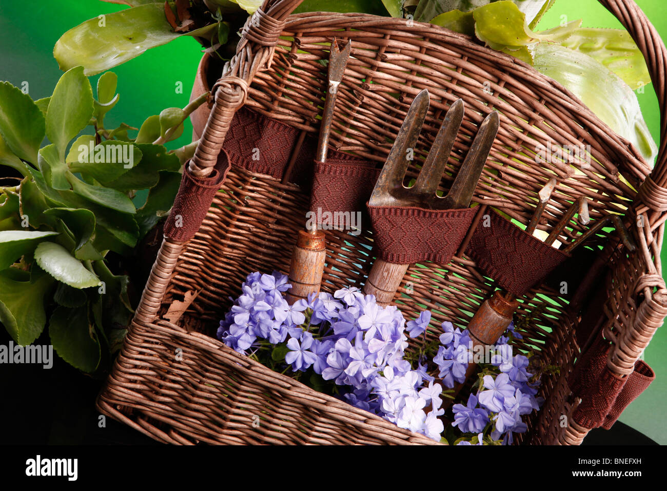 Garden tools and a bromeliad bloom Stock Photo