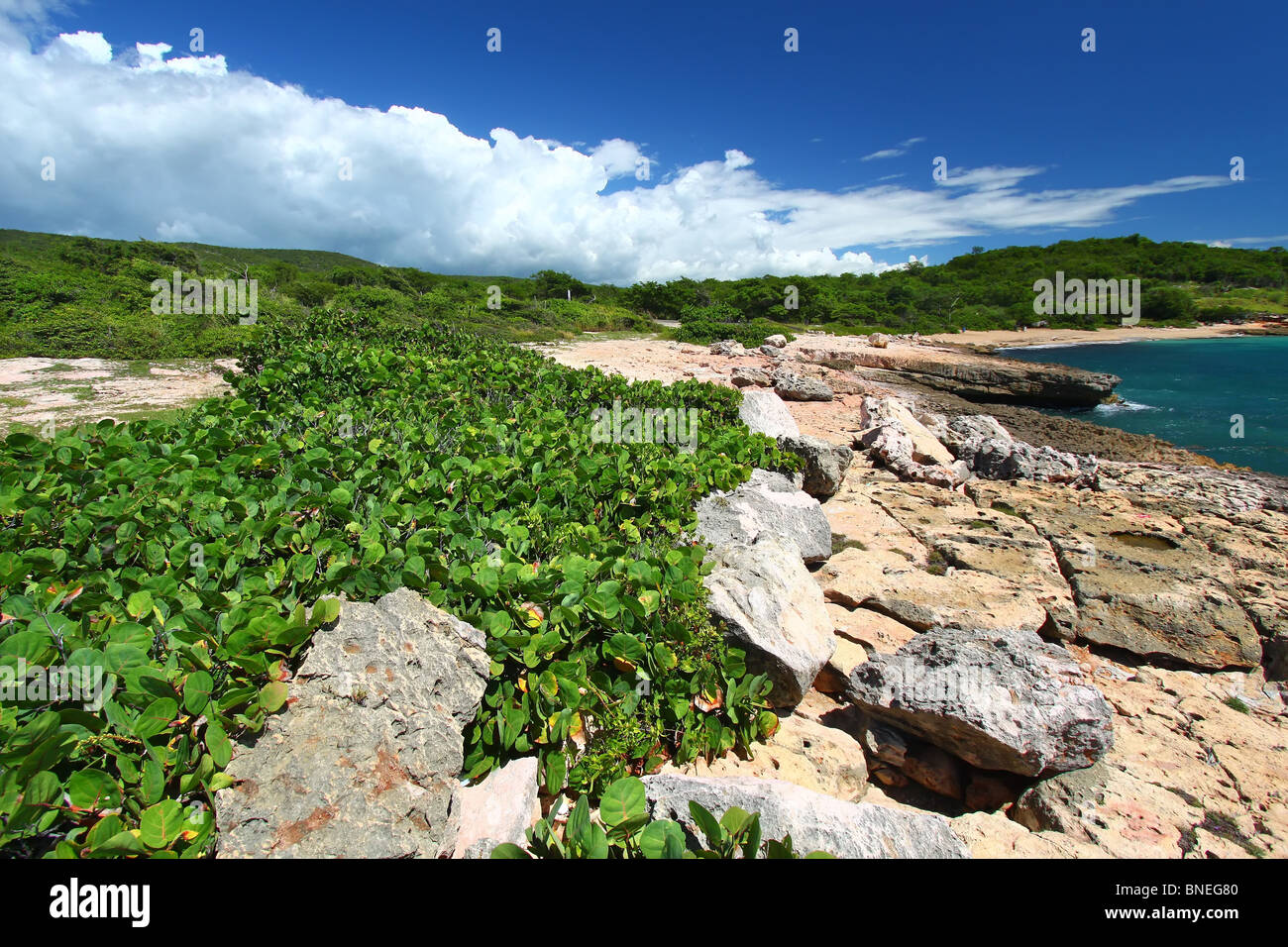 Guanica Dry Forest Reserve - Puerto Rico Stock Photo