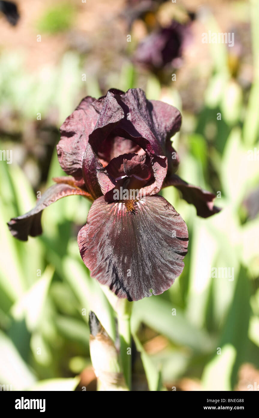 Sheath Iris Brown main image 1