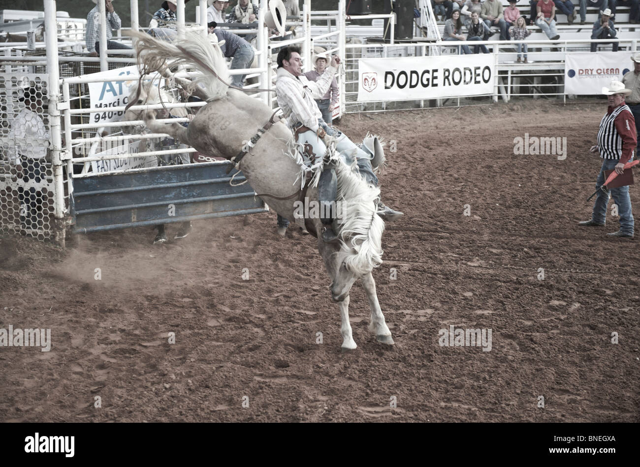 Rodeo cowboy member of PRCA trying to balance himself on horse in Smalltown Bridgeport, Texas, USA Stock Photo