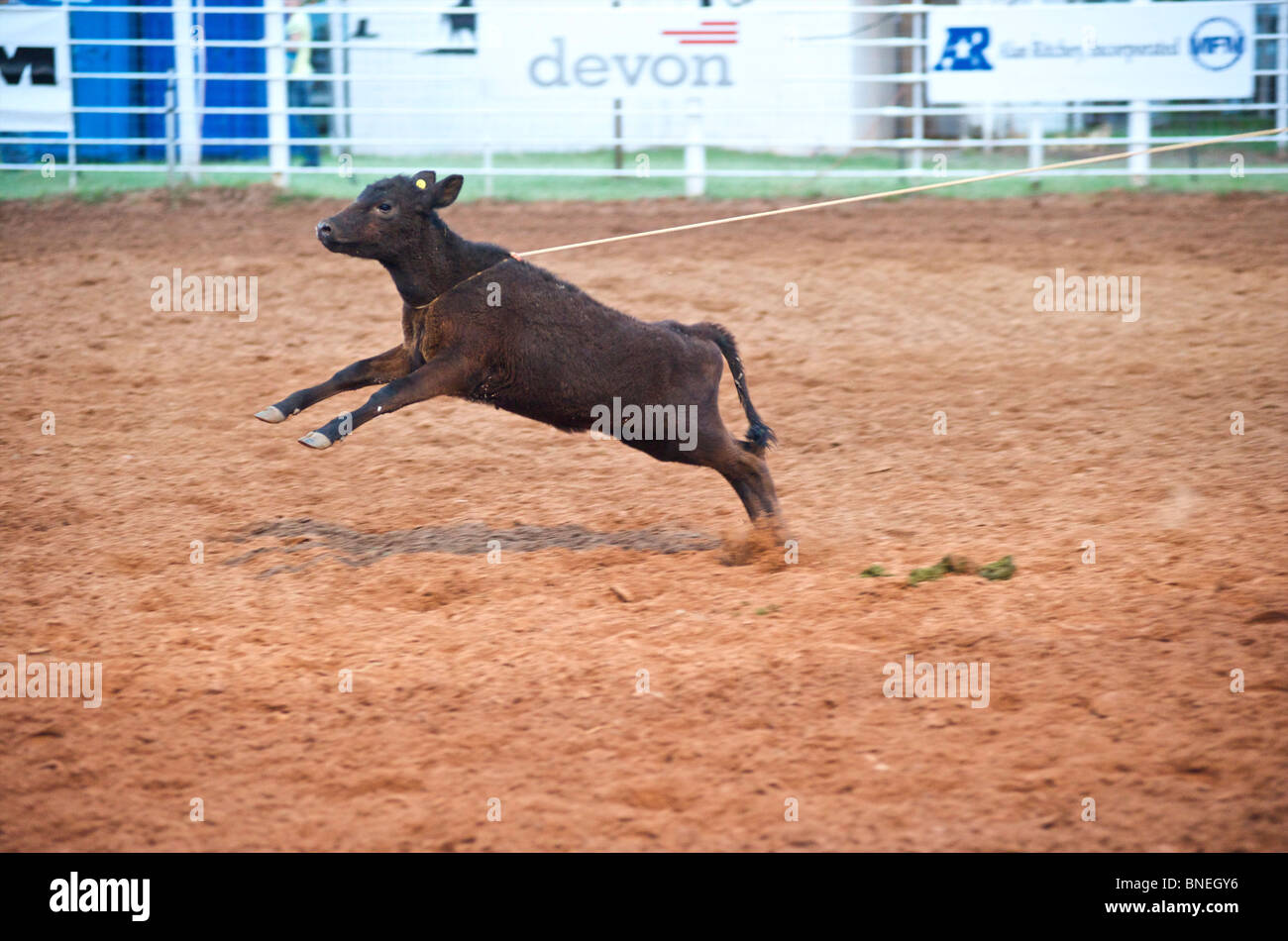 Calf tied to rope in steer wrestling competition at PRCA rodeo in Smalltown, Bridgeport, Texas, USA Stock Photo