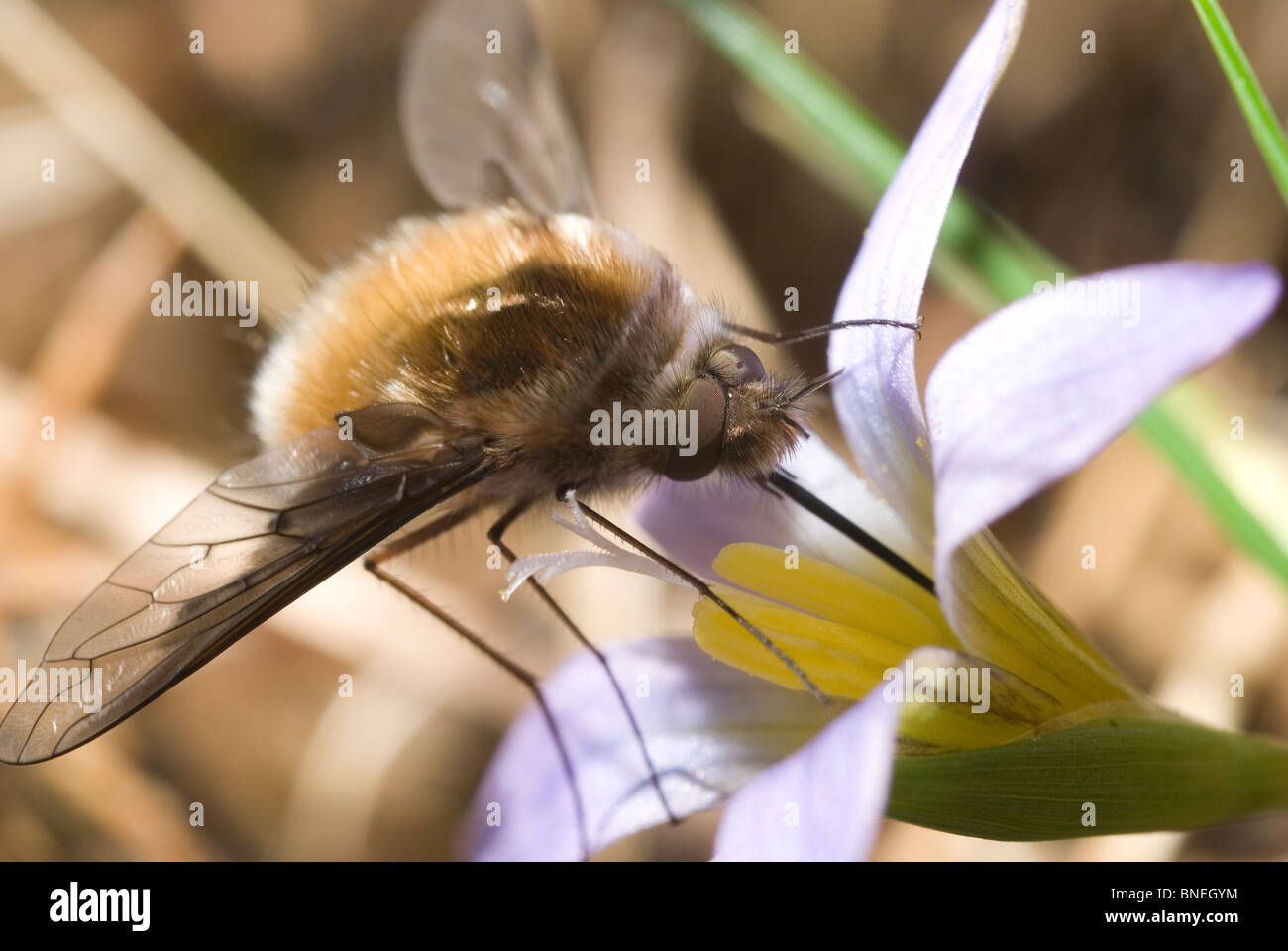 Large bee fly (Bombylius major) Stock Photo