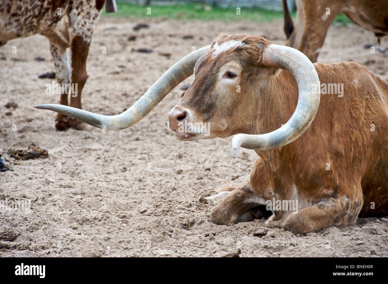 Longhorns  sitting in ranch at The Stockyards in  Fort Worth, Texas, USA Stock Photo