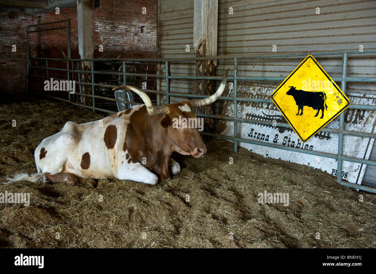 Longhorns sitting in ranch at The Stockyards in Fort Worth,Texas Stock Photo