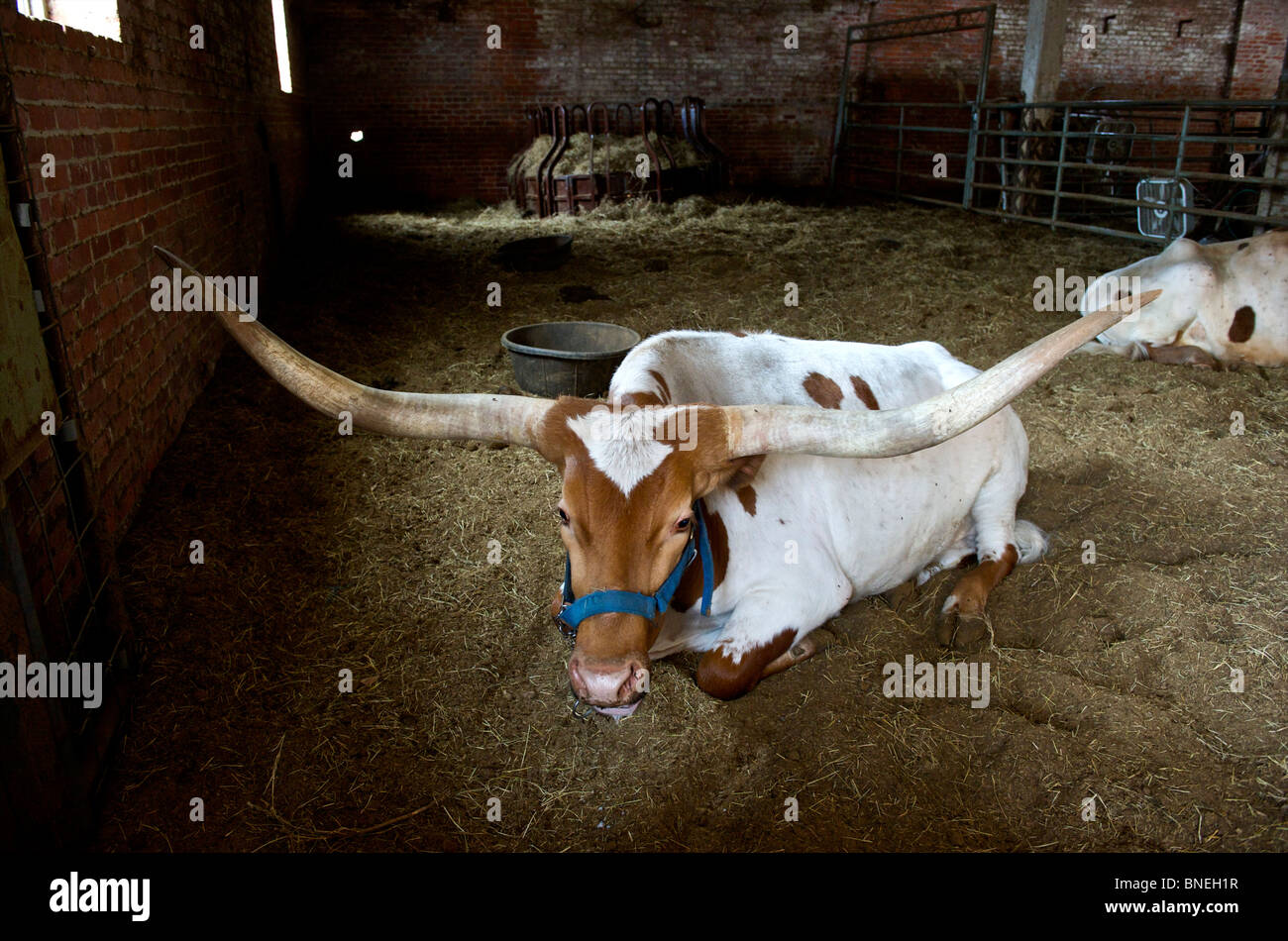 Longhorns sitting in ranch at The Stockyards in  Fort Worth Texas Stock Photo