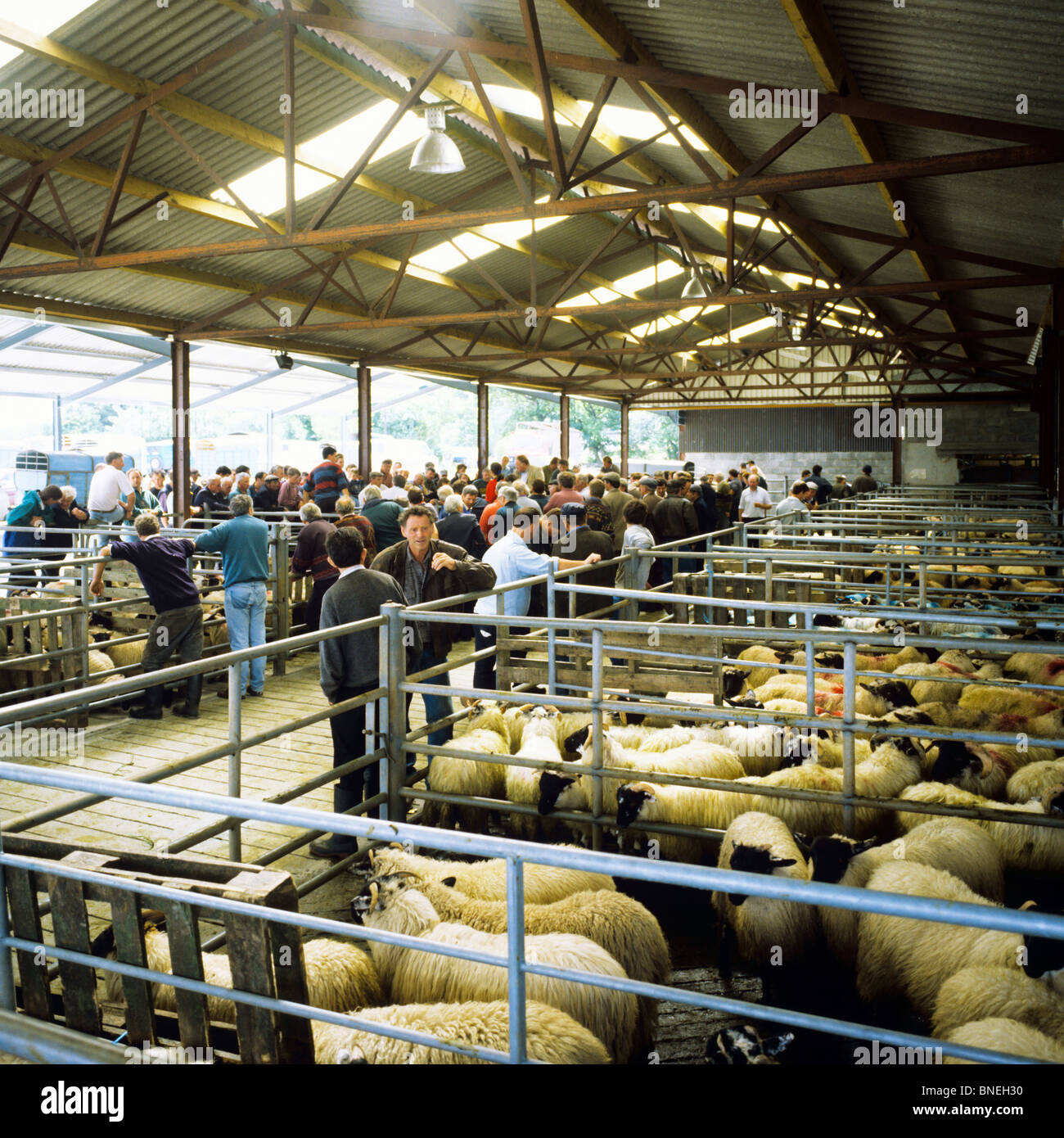 SHEEP MARKET MAAM CROSS CONNEMARA COUNTY GALWAY IRELAND EUROPE Stock