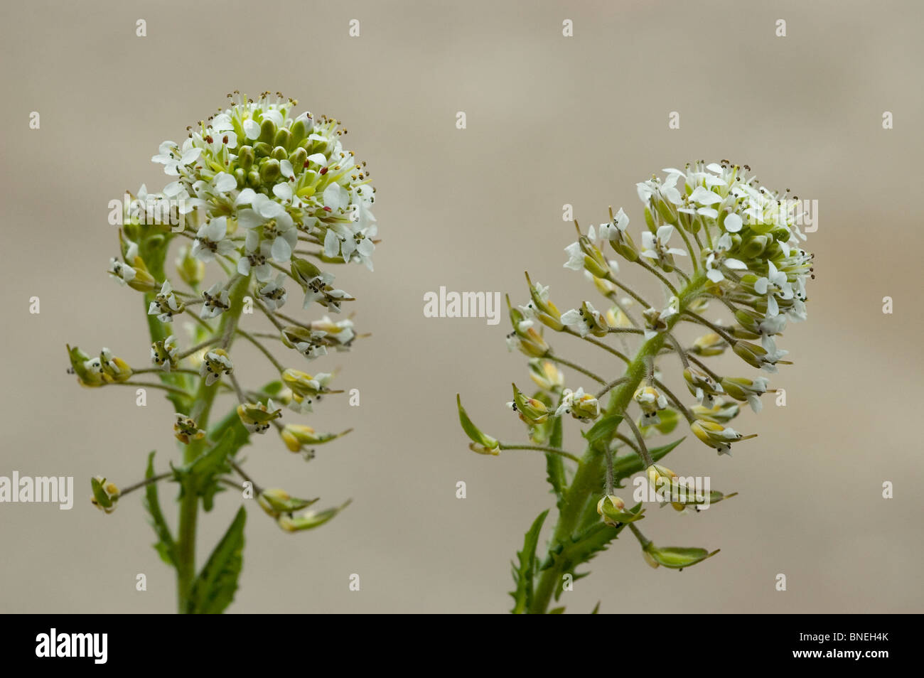 Pepperwort or field pepperweed (Lepidium heterophyllum) Stock Photo