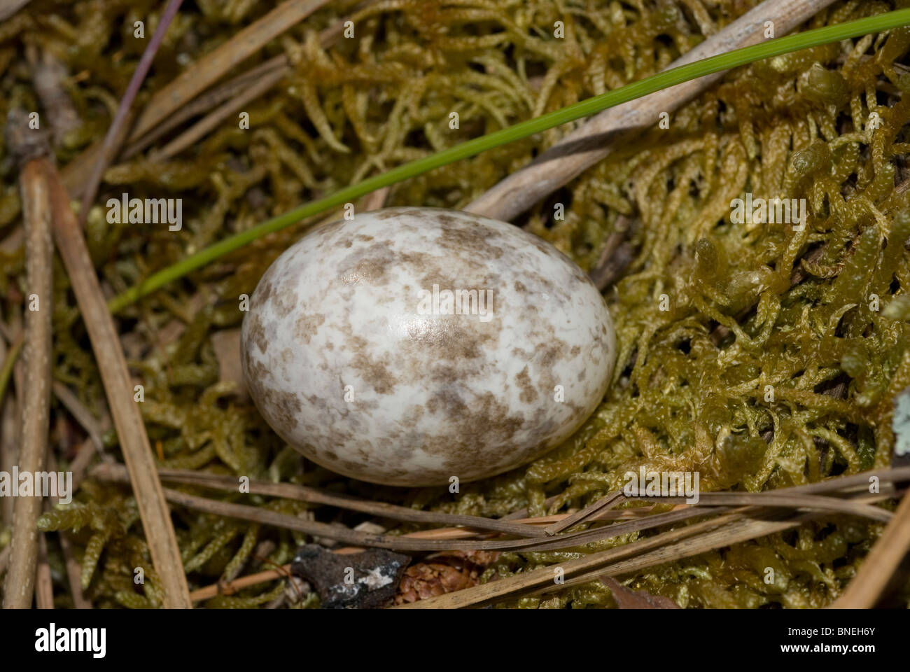 Nightjar Egg Caprimulgus Europaeus Stock Photo Alamy nightjar-egg-caprimulgus-europaeus-stock-photo-alamy