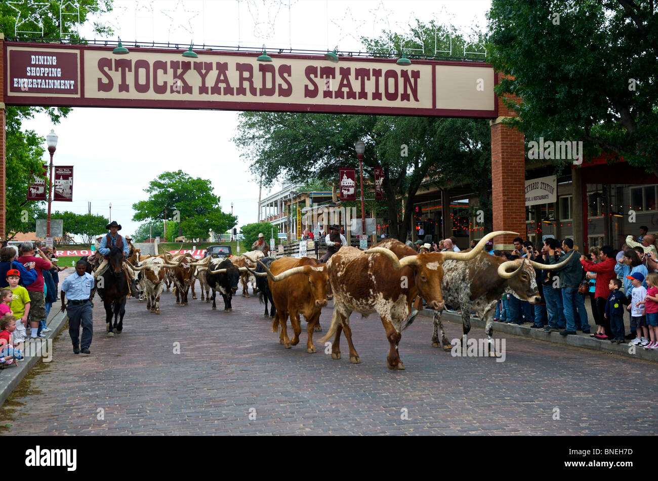 Cowboys herding Longhorns from Stockyards to Streets of Fort Worth In North Texas Stock Photo