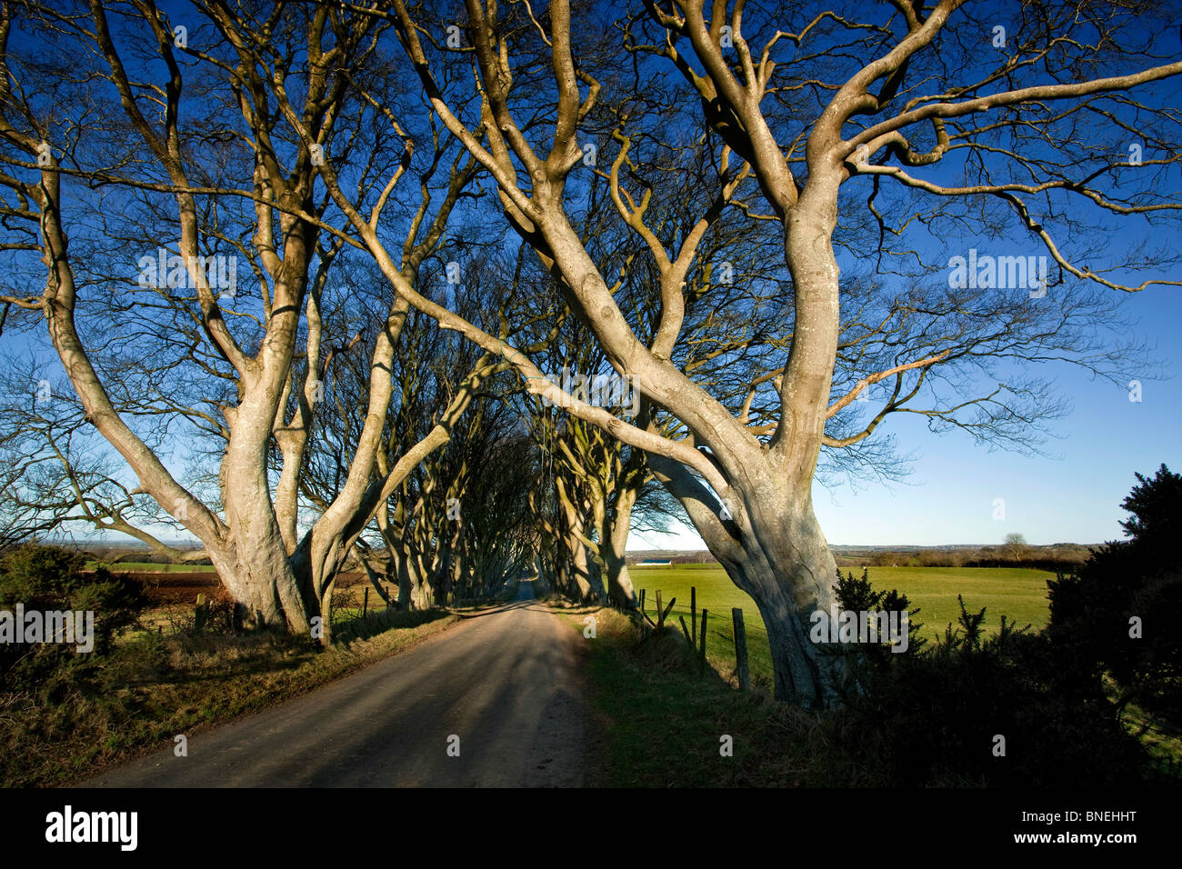Dark Hedges Bregagh Road County Antrim Northern Ireland Stock Photo