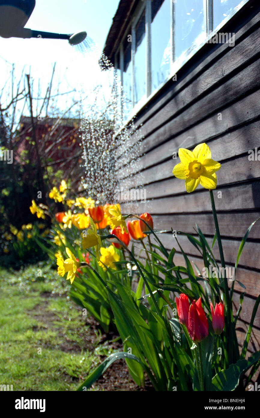 flowers being watered in the garden Stock Photo Alamy