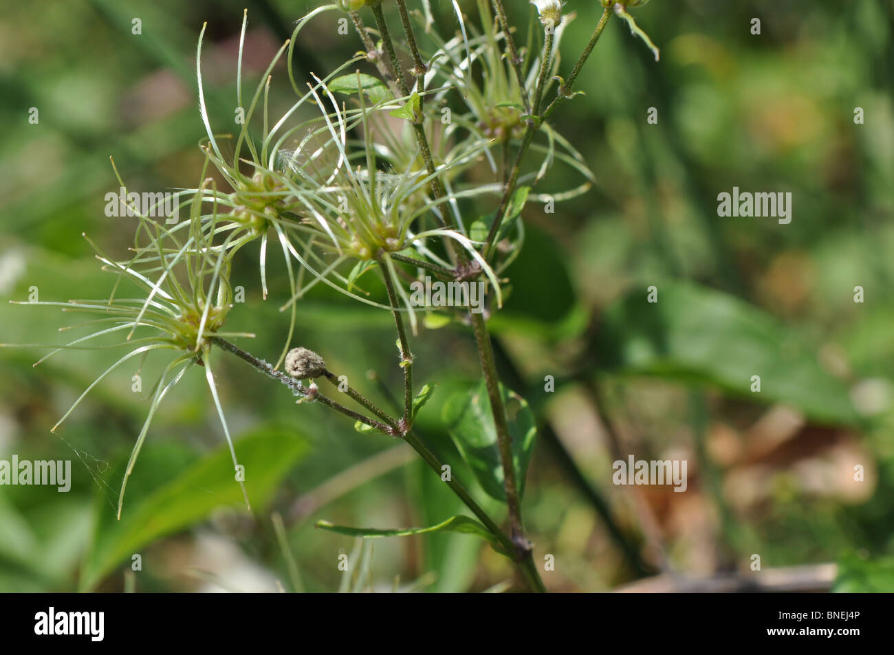 Wild clematis seed head Stock Photo