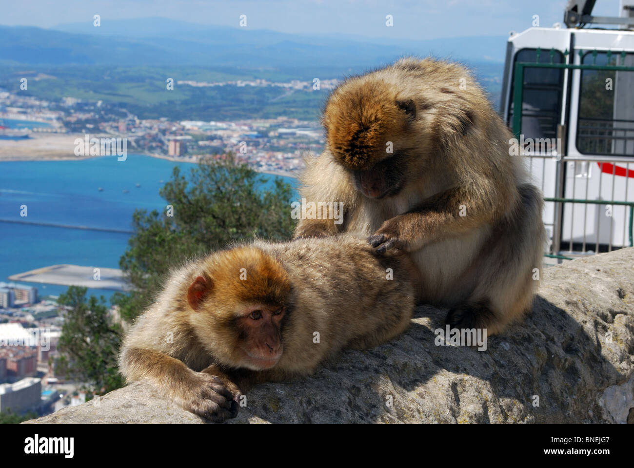 Barbary Apes (Macaca Sylvanus) at the top of the rock by the cable car station, Gibraltar, UK, Western Europe. Stock Photo