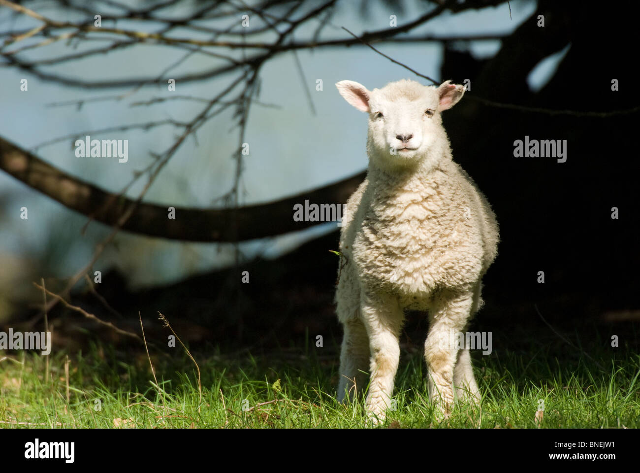 New Zealand Lamb Ovis aries Stock Photo