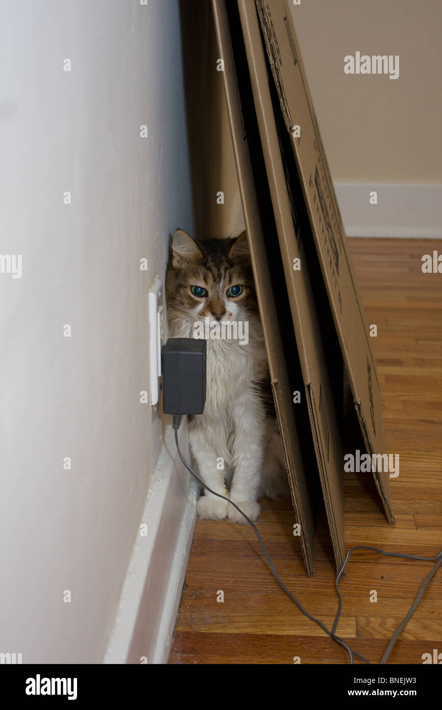 Scared cat hiding hires stock photography and images Alamy