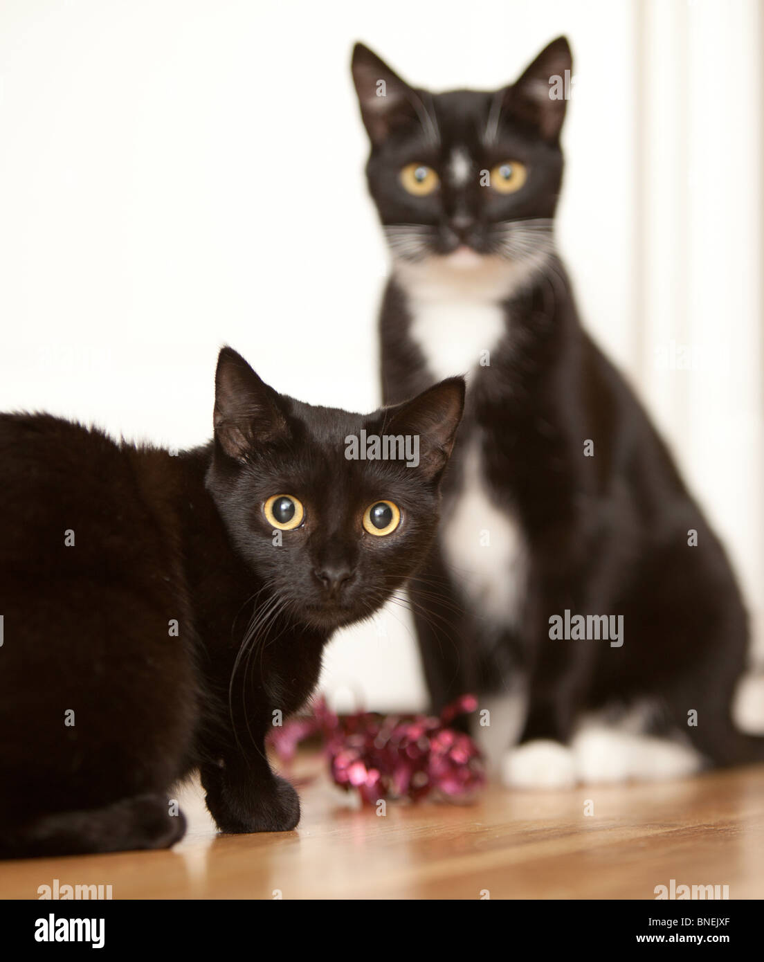 Two kittens caught playing with some gift wrapping ribbon. Stock Photo