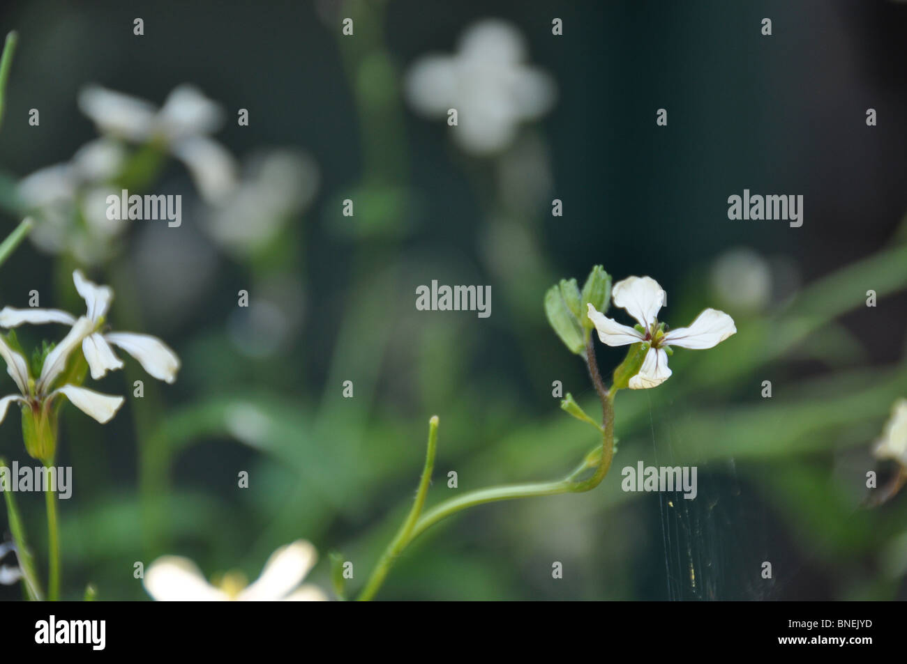 Rocket or Arugula Stock Photo - Alamy