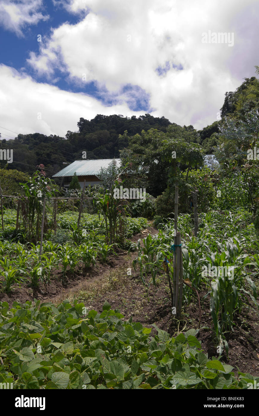Crops Growing In The Backyard Cerro Punta Province Of Chiriqui