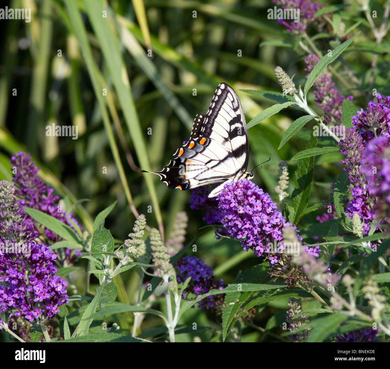 An Eastern Tiger Swallowtail Papilio glaucus butterfly feeding on a