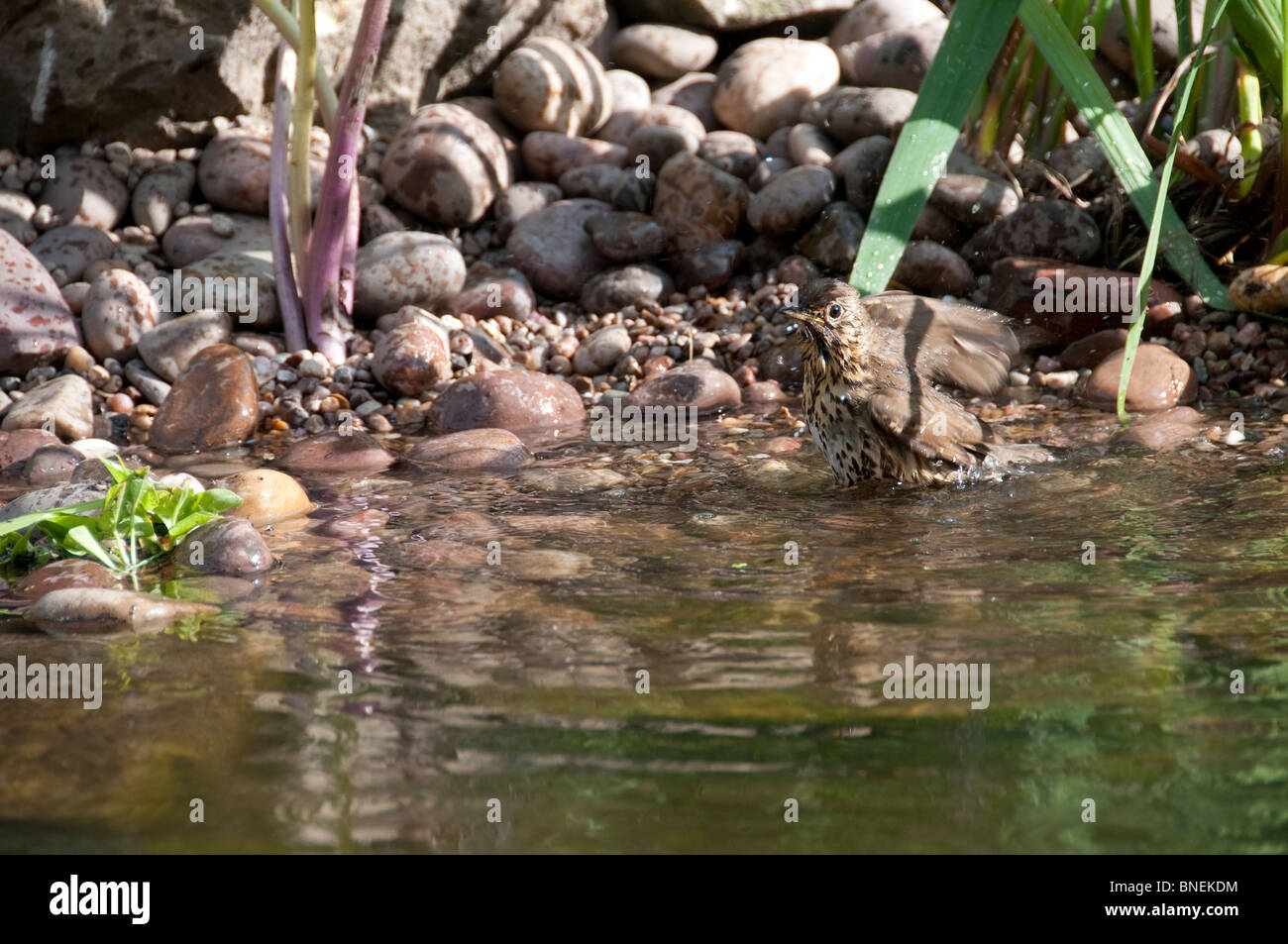 A Thrush bathing in the shallows of a small garden wildlife pond Stock Photo