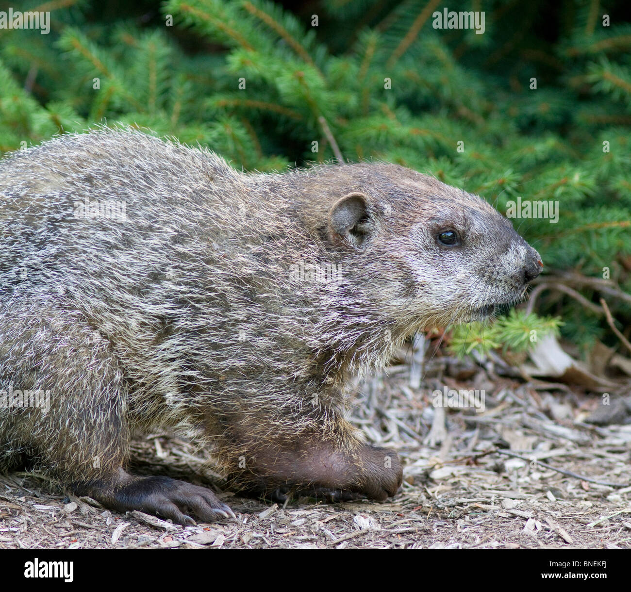 Woodchuck Groundhog at its burrow in a garden Stock Photo Alamy