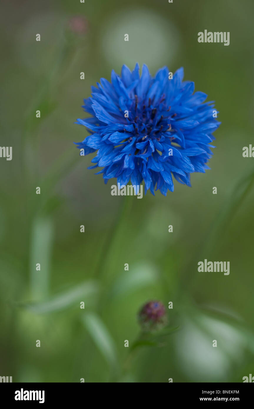 Blue flowering centaurea cyanus cornflower hires stock photography and