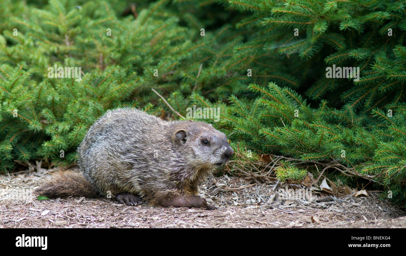 Woodchuck Groundhog at its burrow in a garden Stock Photo Alamy