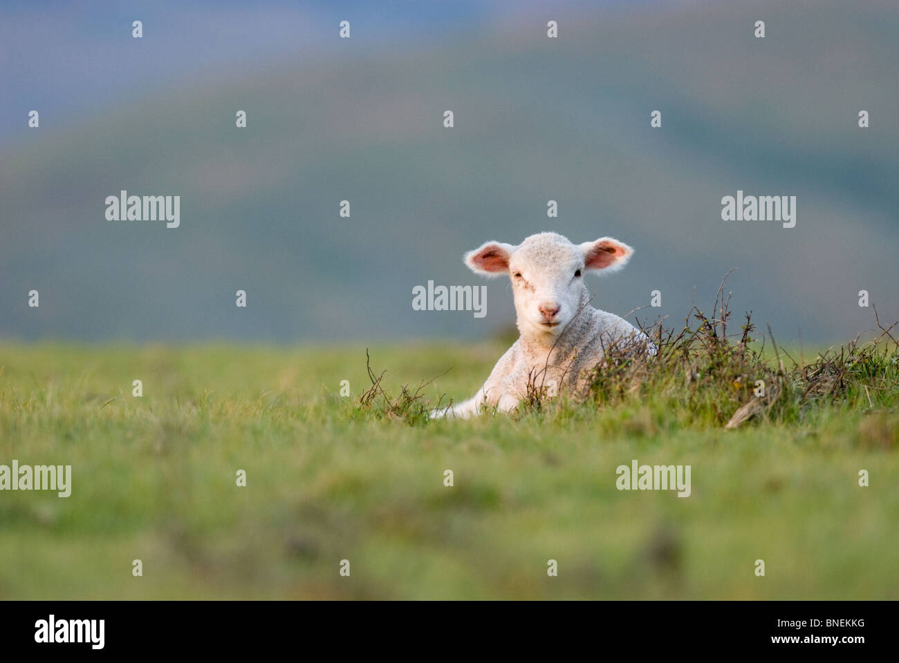 New Zealand Lamb Ovis aries Stock Photo