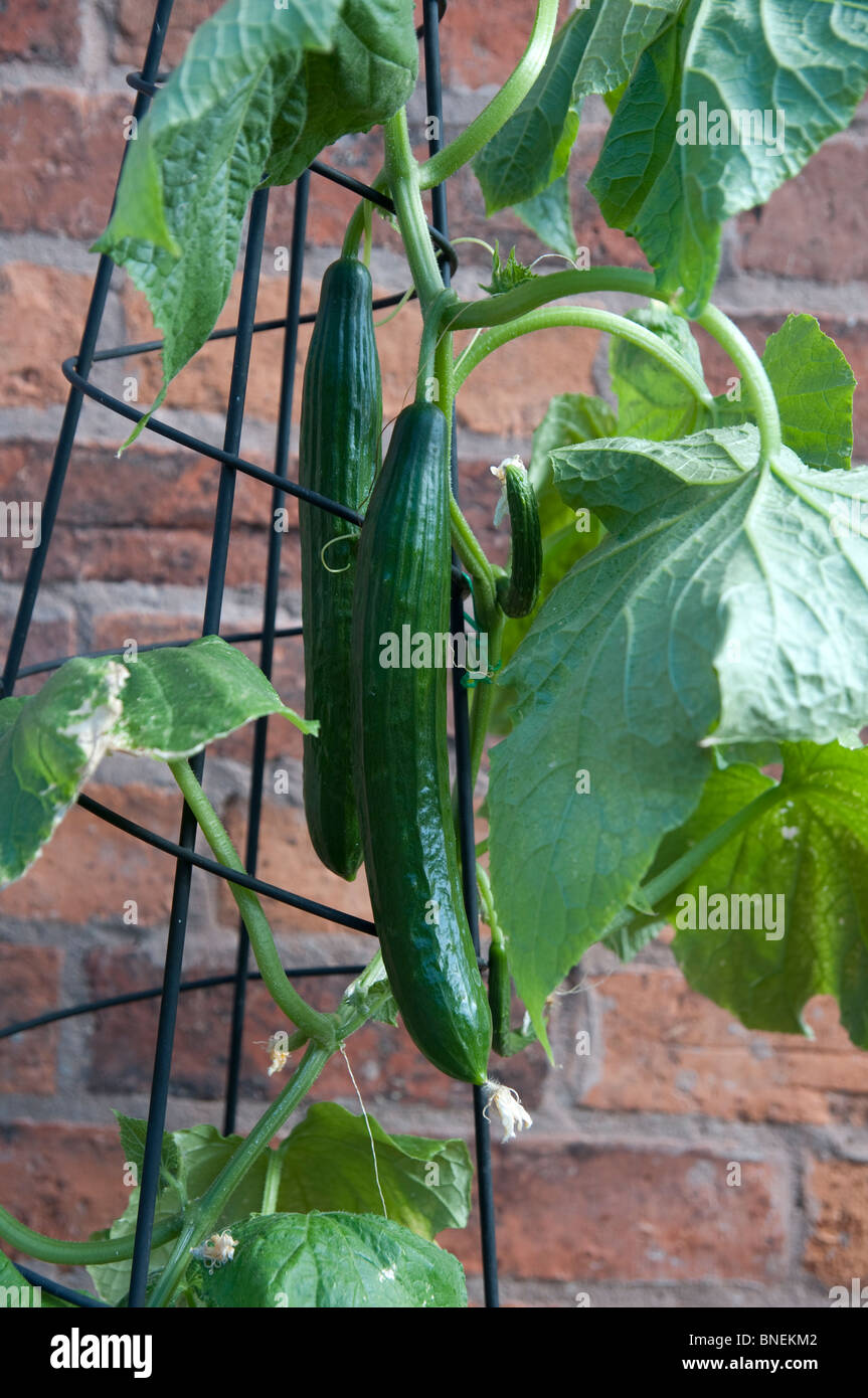 Cucumber plant growing in a pot with a metal support against a south